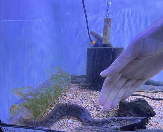 Tiretrack Eel (Mastacembelus armatus) Good size !