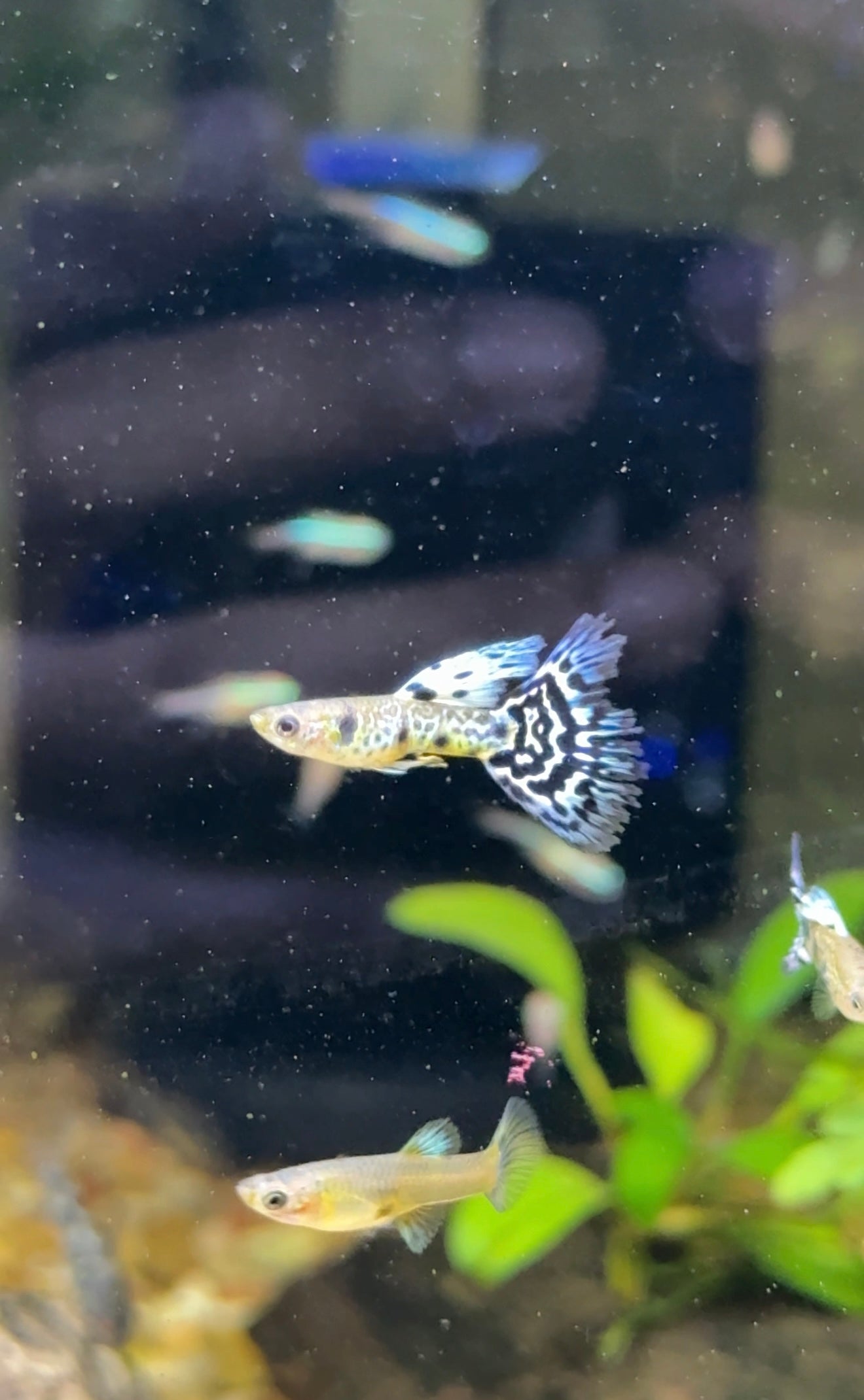 Super Cobra Guppy
