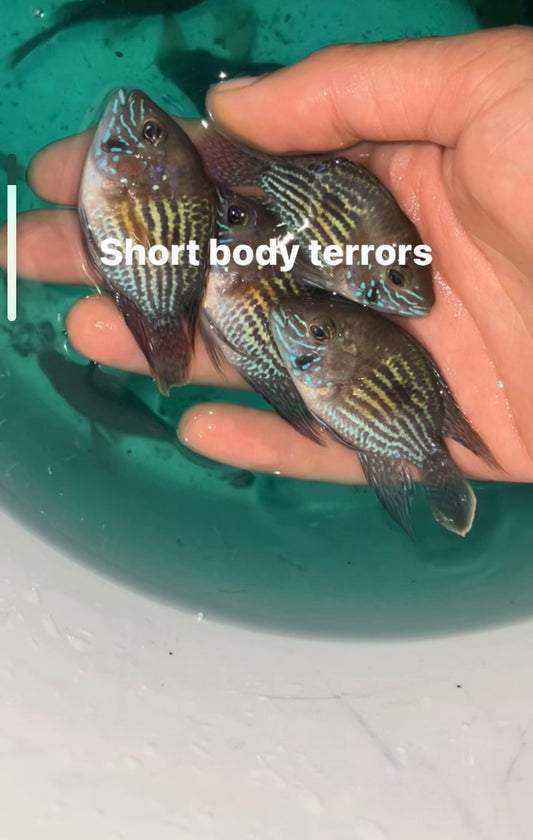Short Body Green Terror