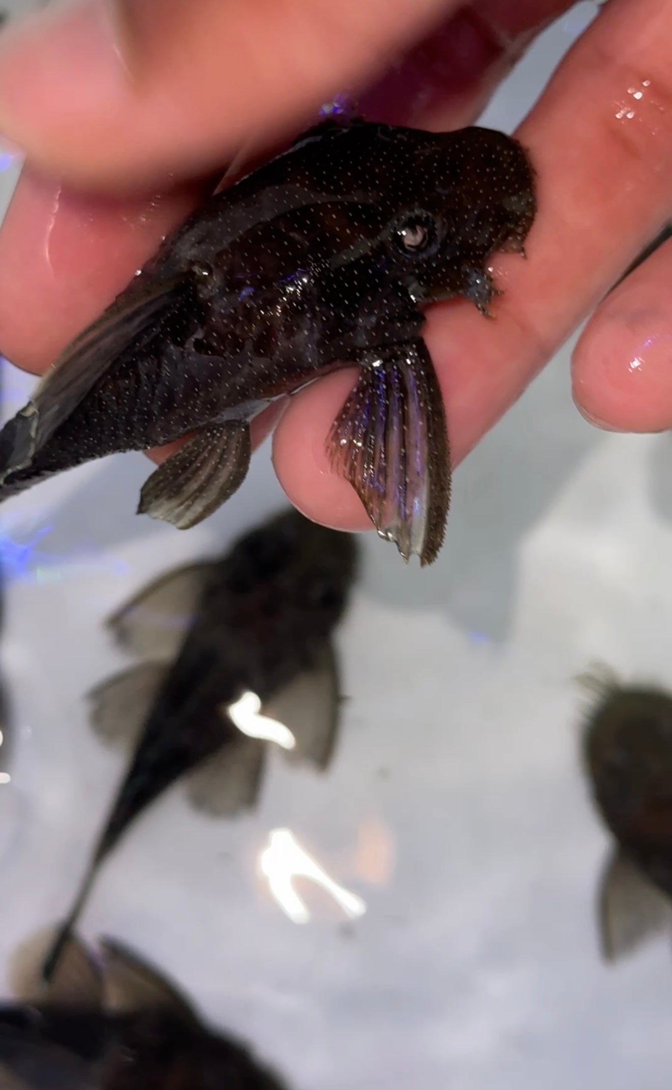L183 Starlight Bristlenose Pleco (Ancistrus dolichopterus)