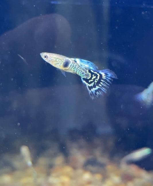 Super Cobra Guppy