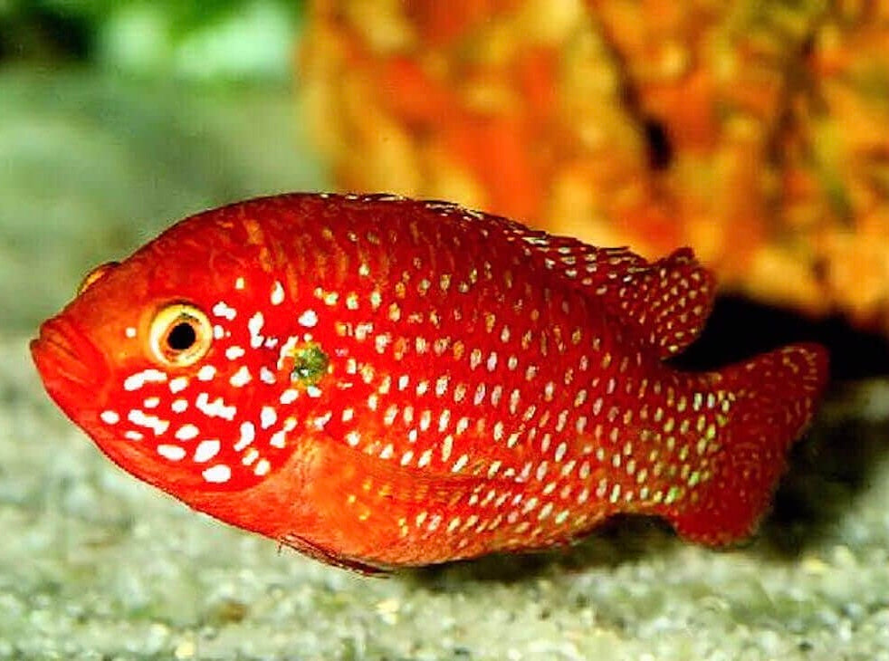 Blood Red Jewel AKA African Fire Cichlid (Hemichromis lifalili), Tank-Bred!