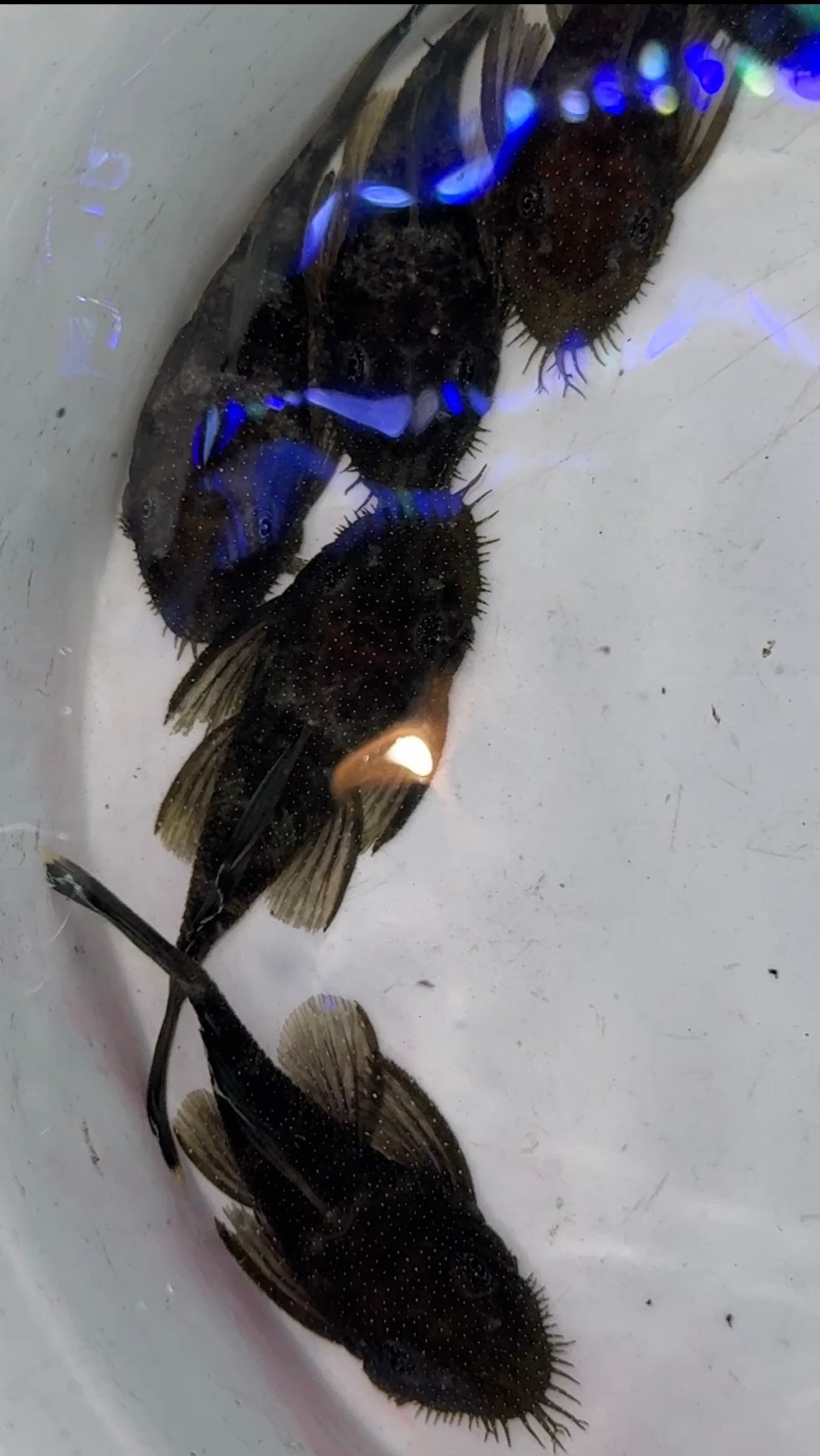 L183 Starlight Bristlenose Pleco (Ancistrus dolichopterus)