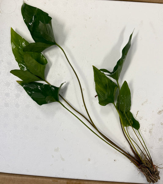 Anubias Hasifolia Plant