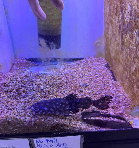 Big Spot Select Maculata Catfish (Wertheimeria Maculata)