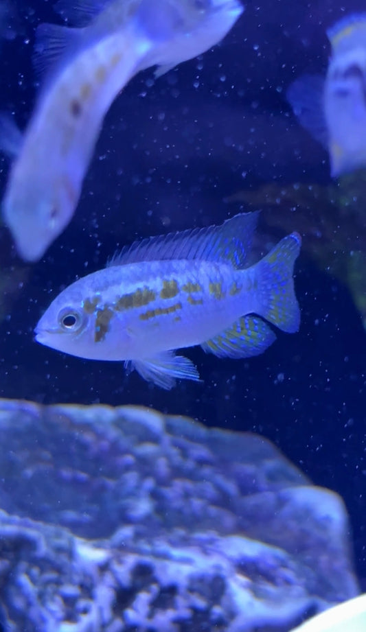Araguaia Dwarf Acara (Laetacara araguaiae)