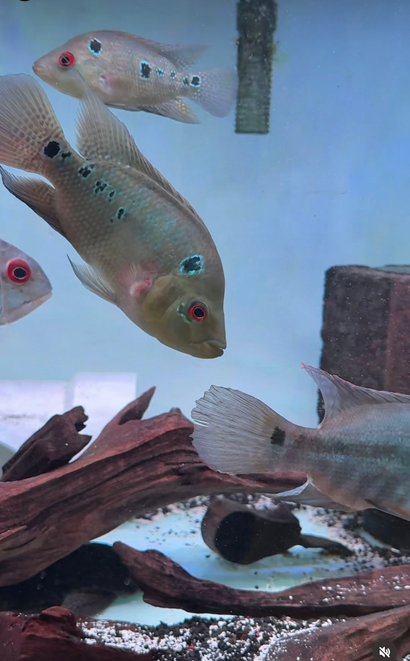 Trimac Cichlid (Cichlasoma trimaculatum)