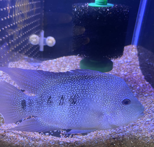 Blue Texas / Carpintis Cichlid