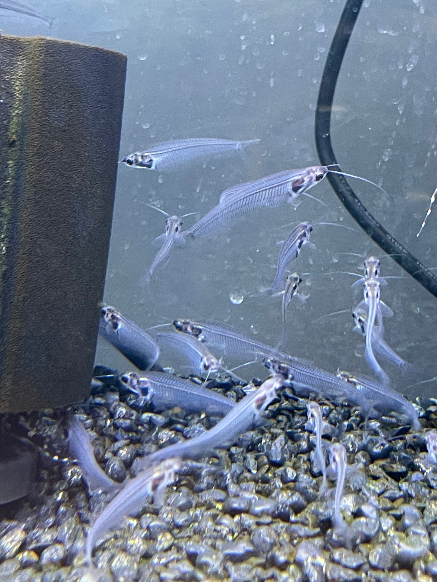 Glass Catfish