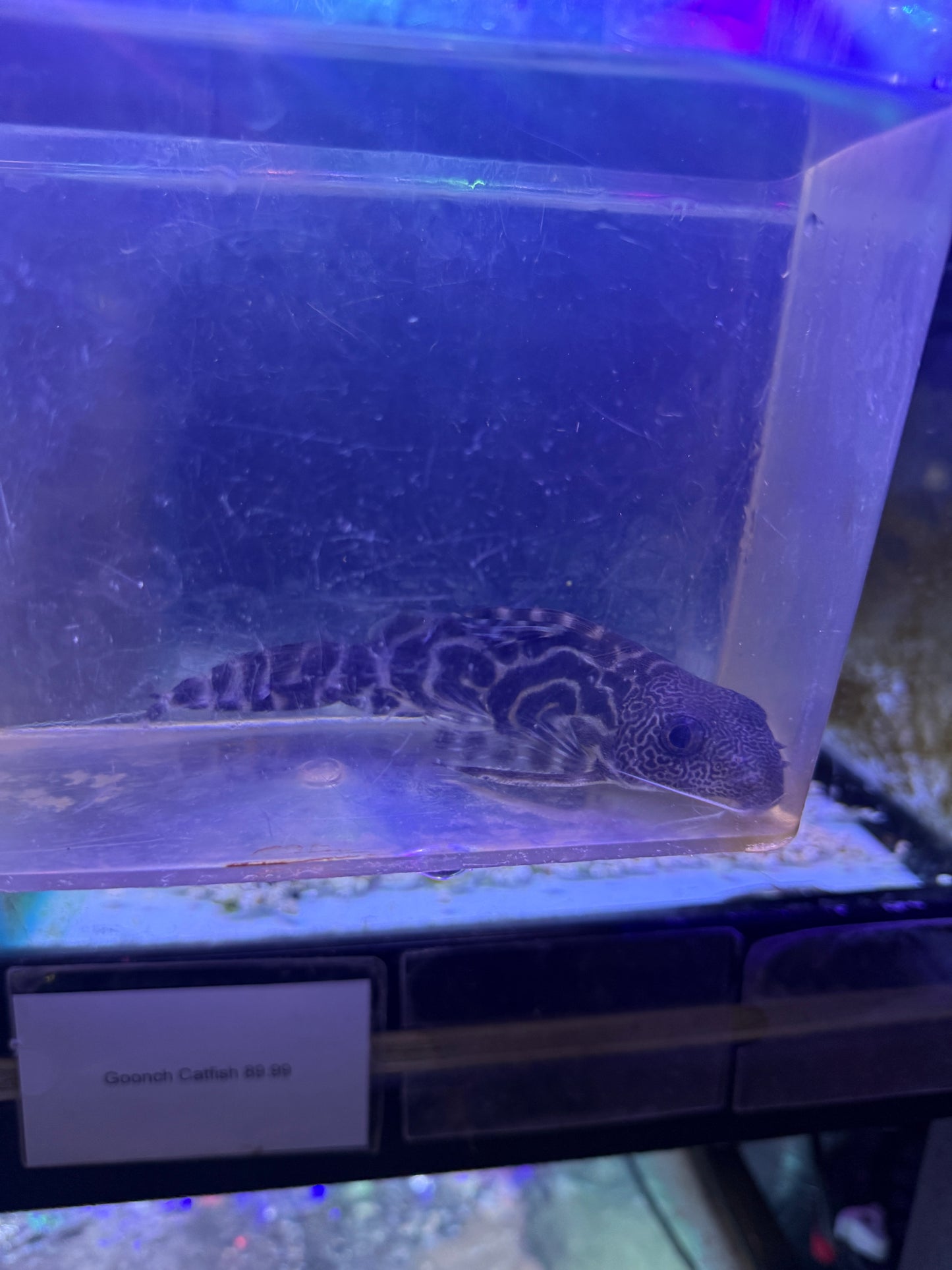 Synodontis Ornatipinnis