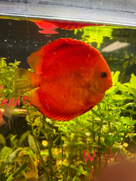 Super Red Discus