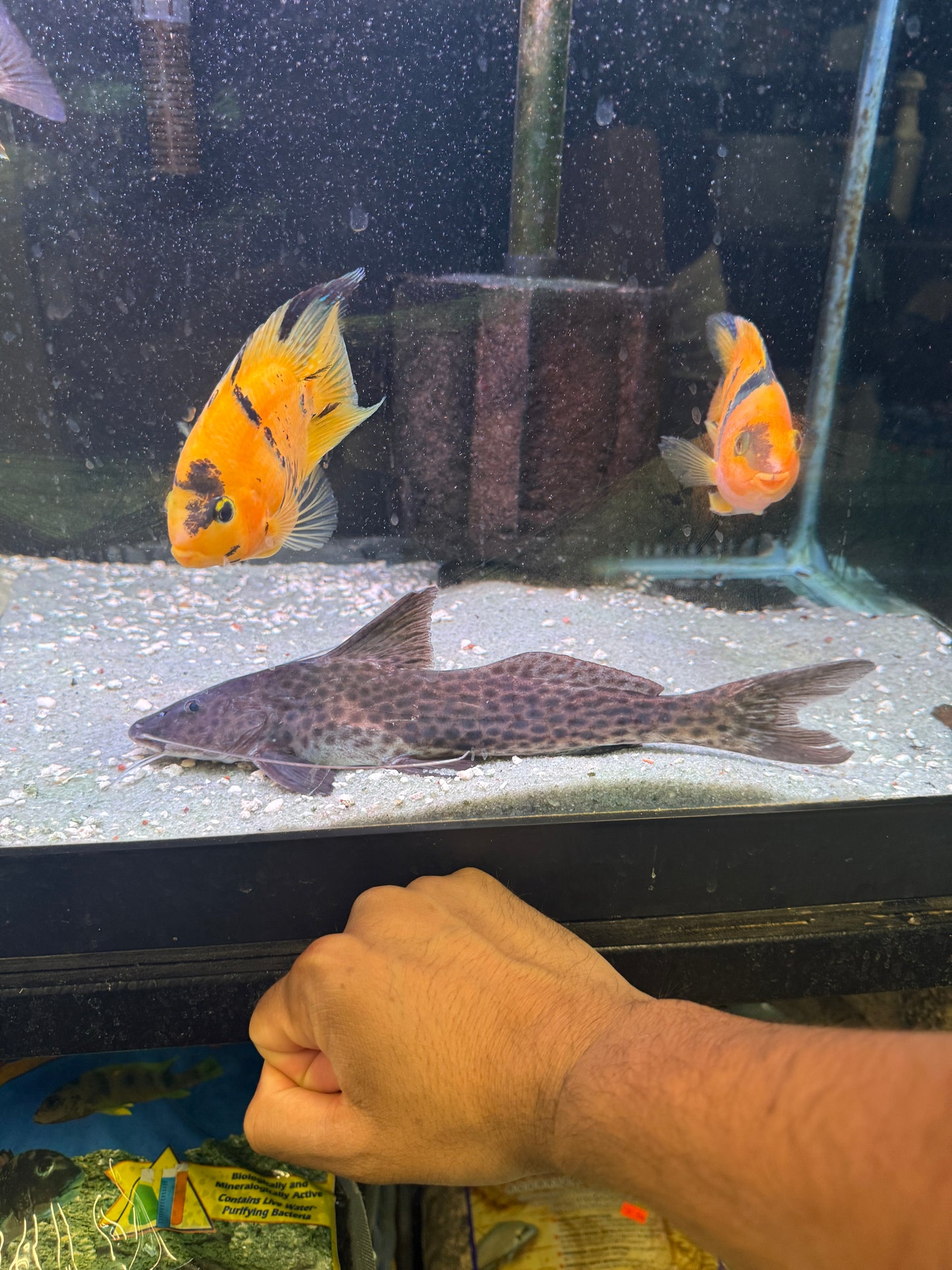 Bolt Catfish (Aguarunichthys torosus)