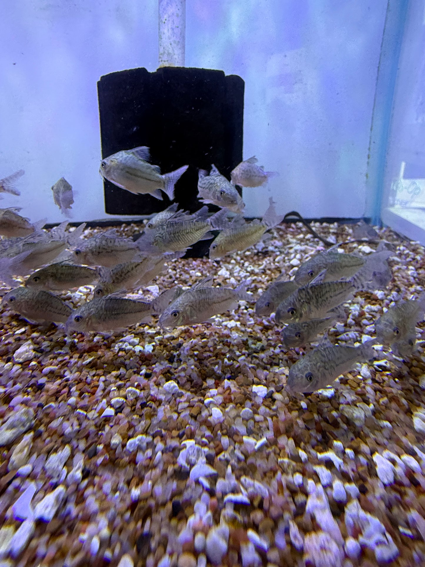 Corydoras punctatus