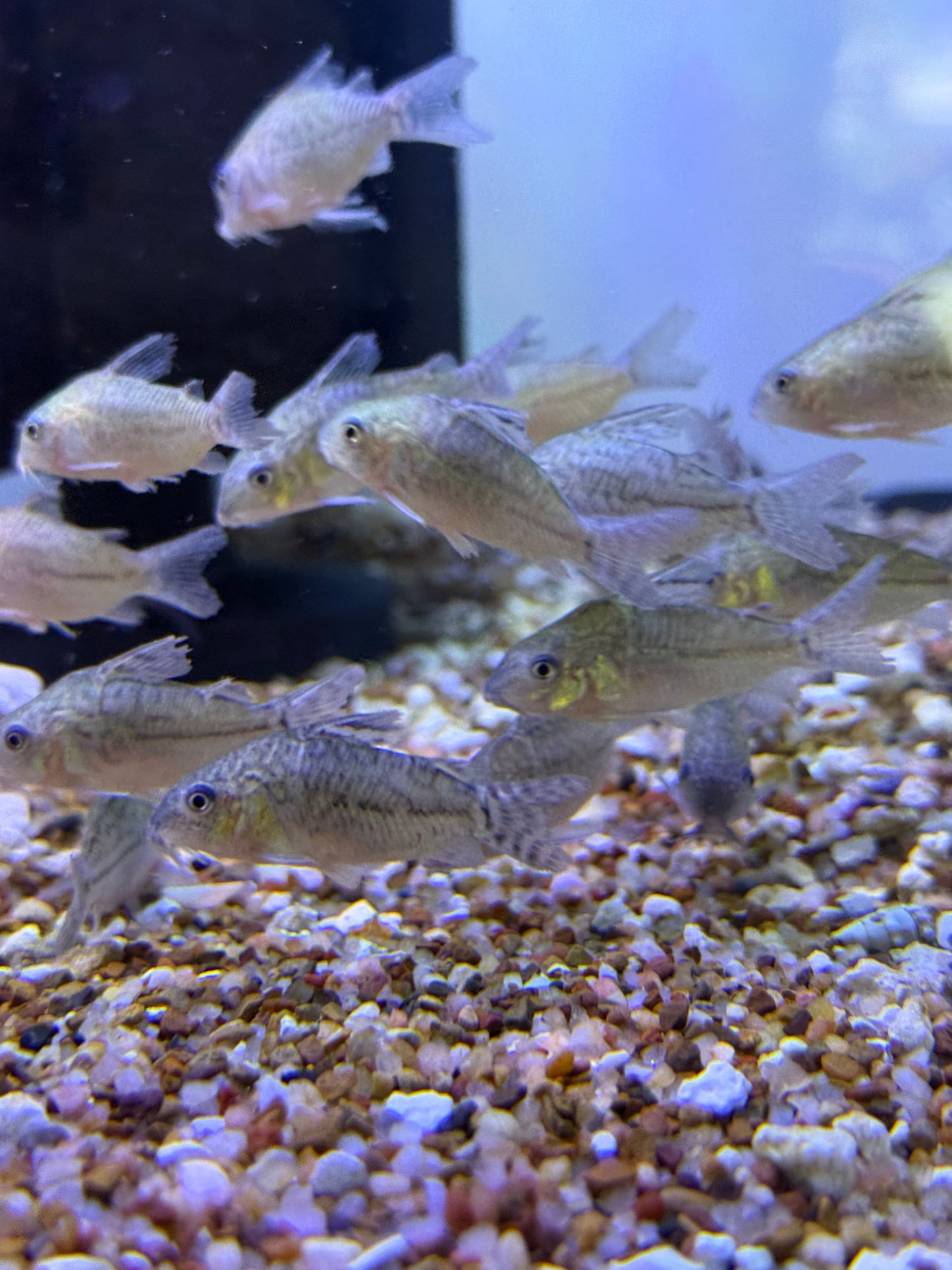 Corydoras punctatus