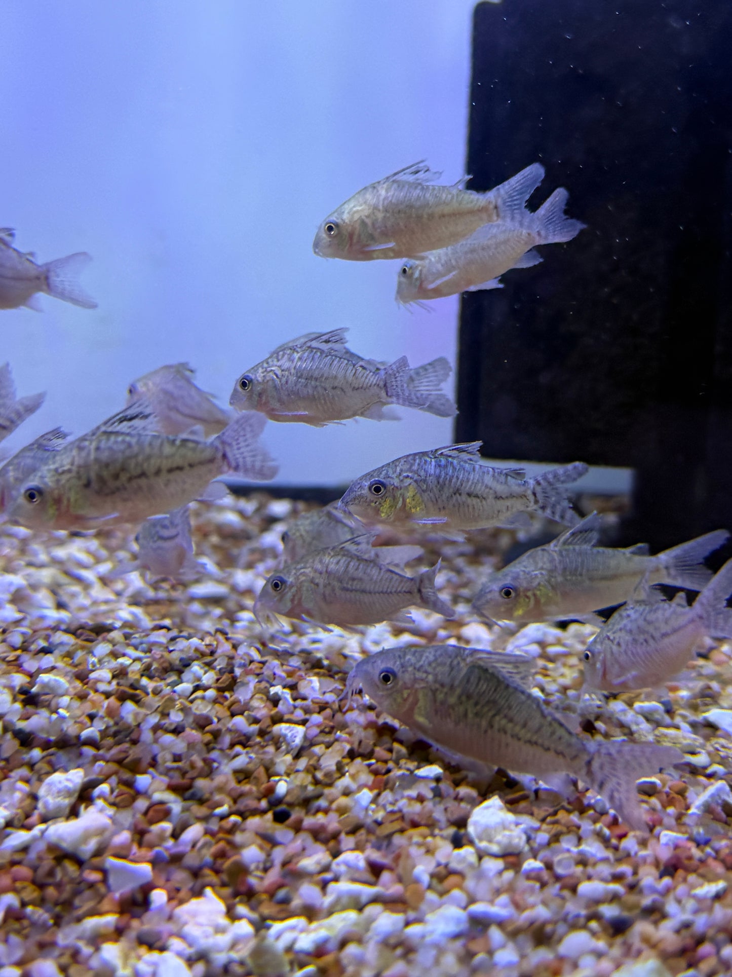 Corydoras punctatus