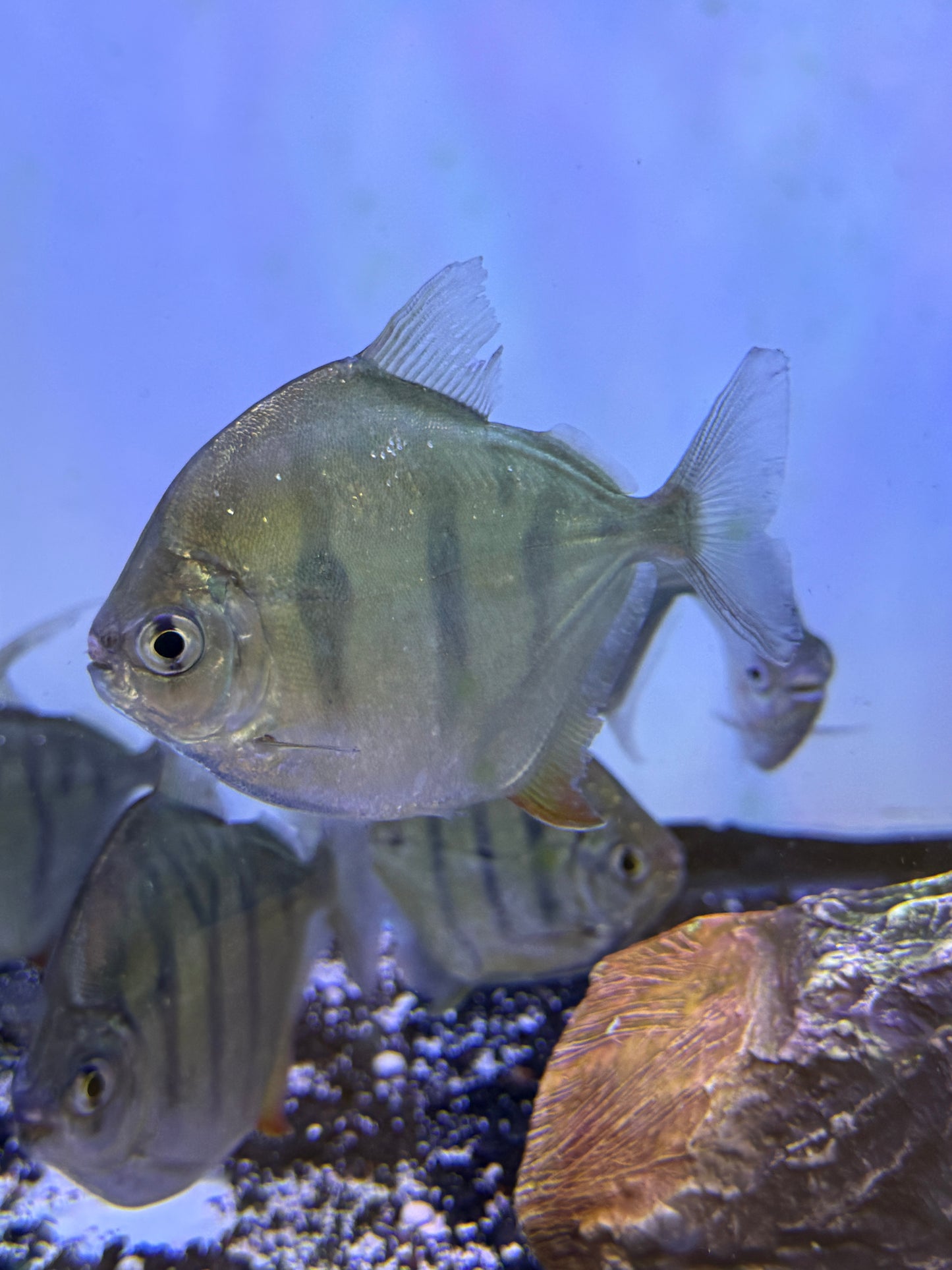 Tiger Silver Dollar (Metynnis Fasciatus)