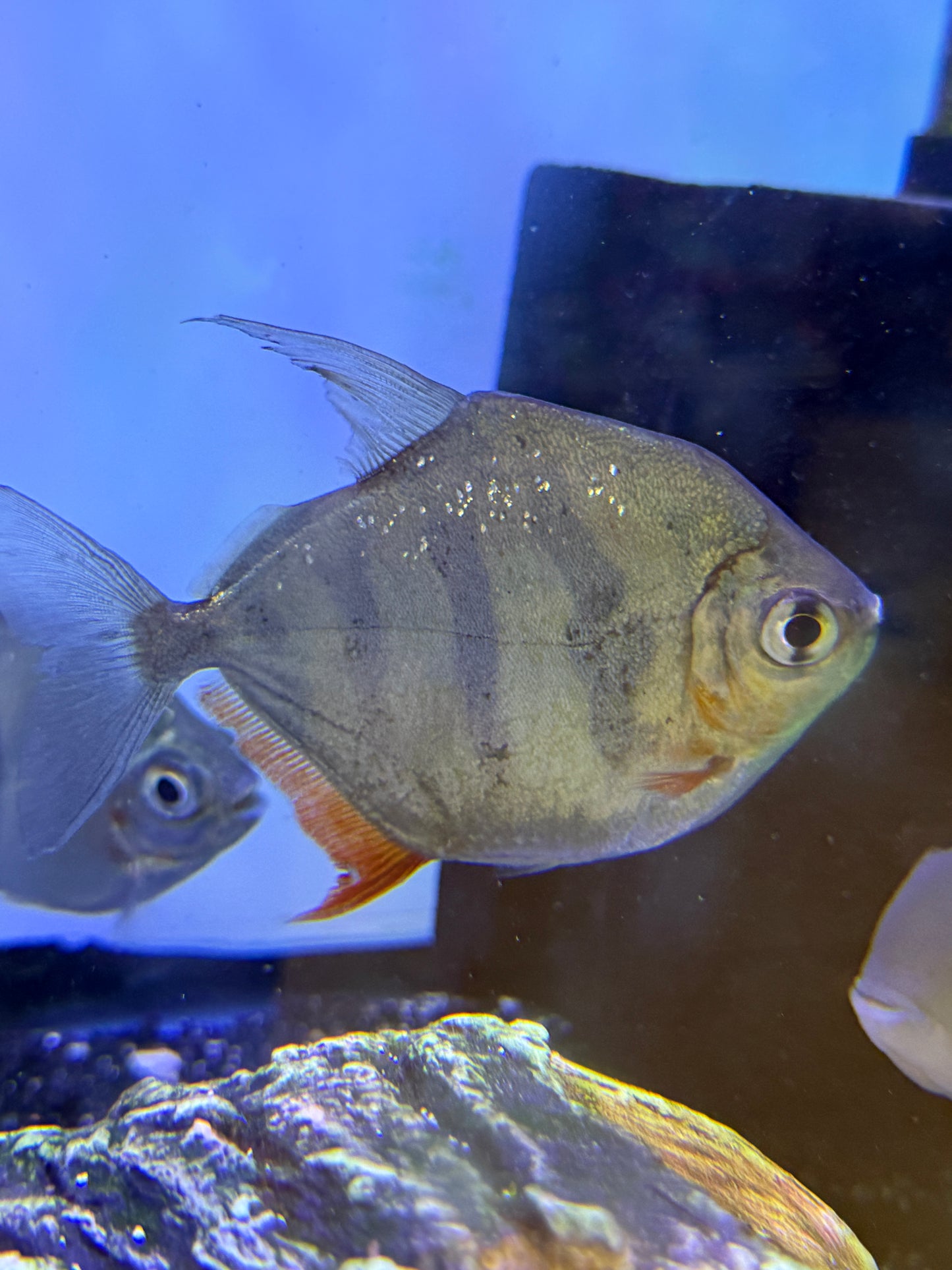 Tiger Silver Dollar (Metynnis Fasciatus)