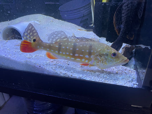 Temensis Paca Central & South American Cichlids for Sale | Underground Aquaticz ...