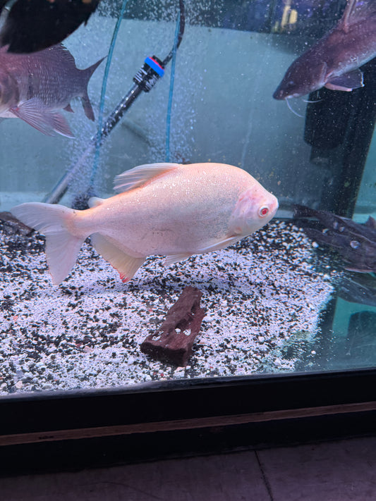 XL Albino Pacu