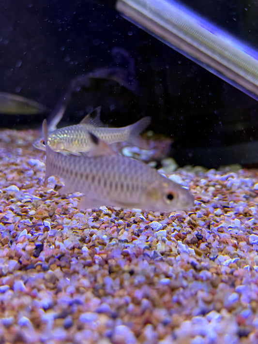 African Barb Callepterus Barbus