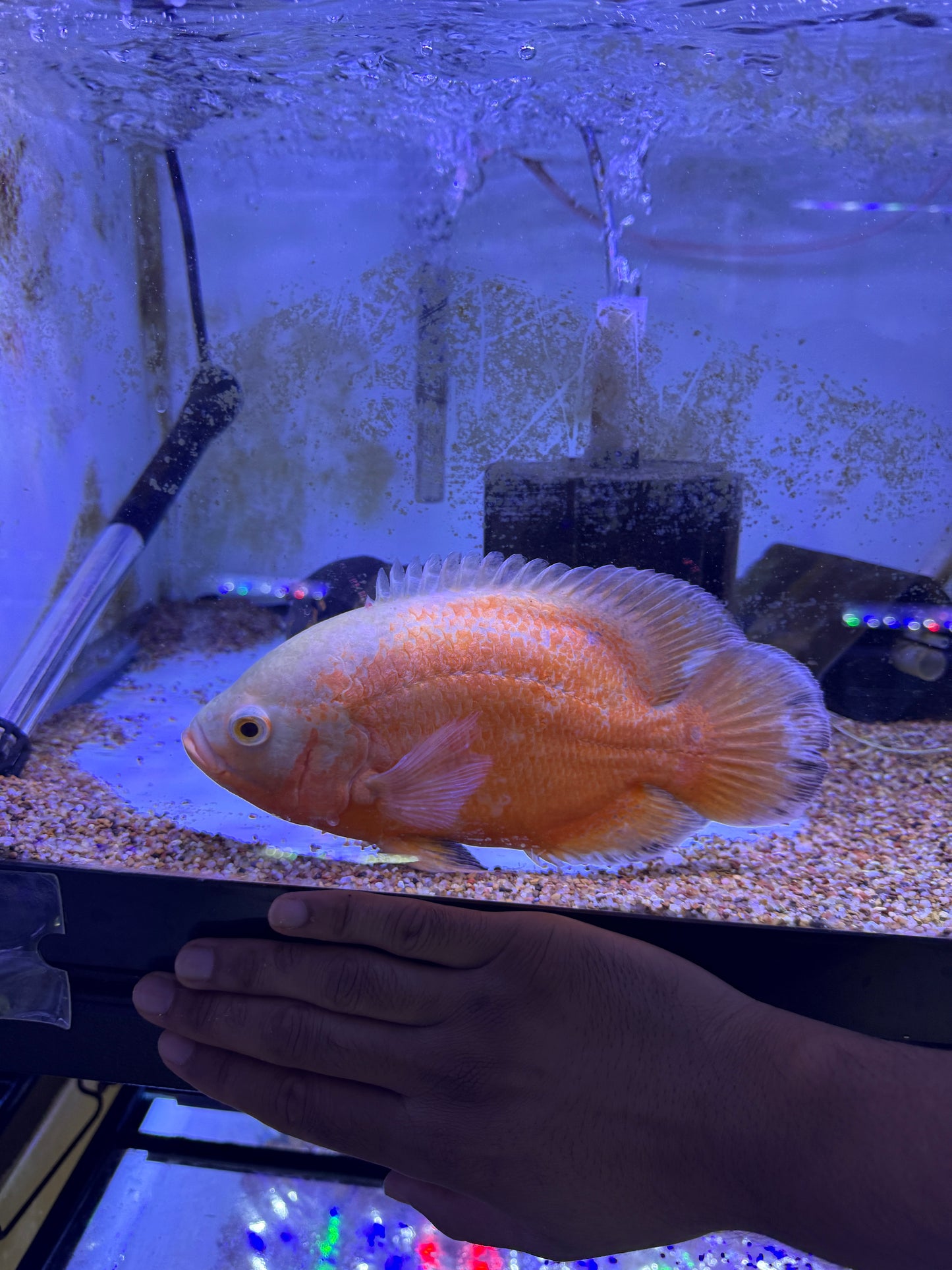 Show Albino Ruby Oscar