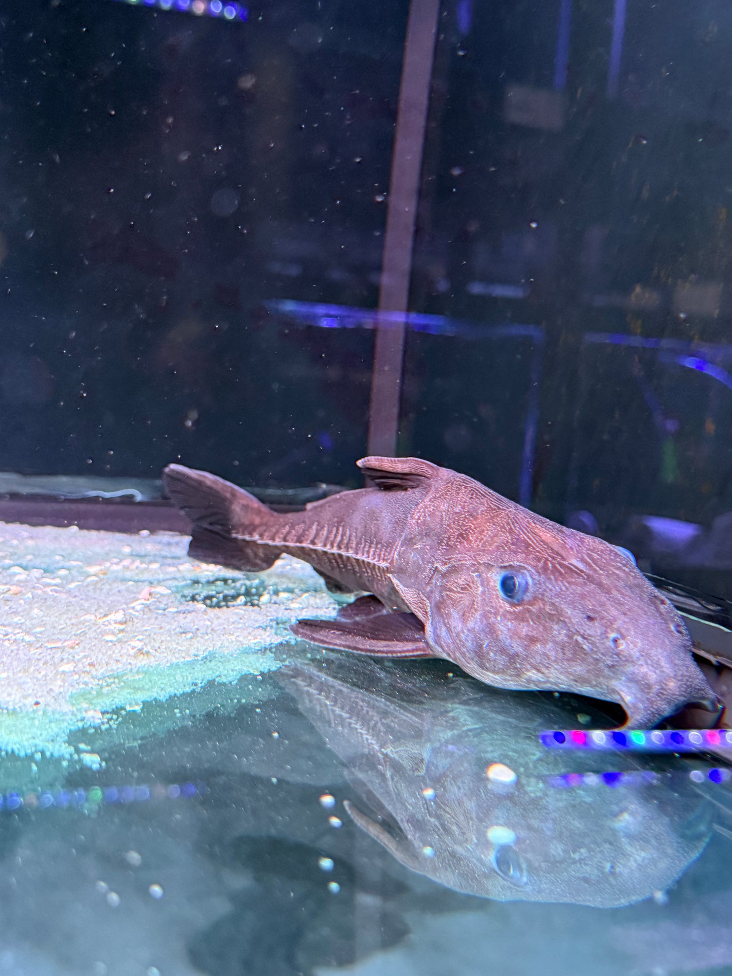 Ripsaw Catfish  Oxydoras niger