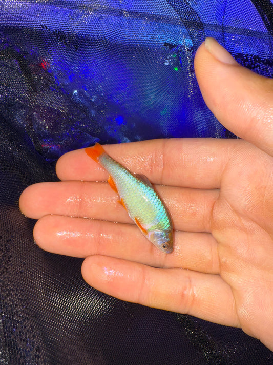 Rainbow dace