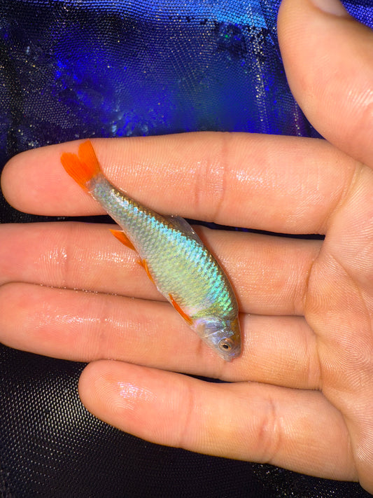 Rainbow dace