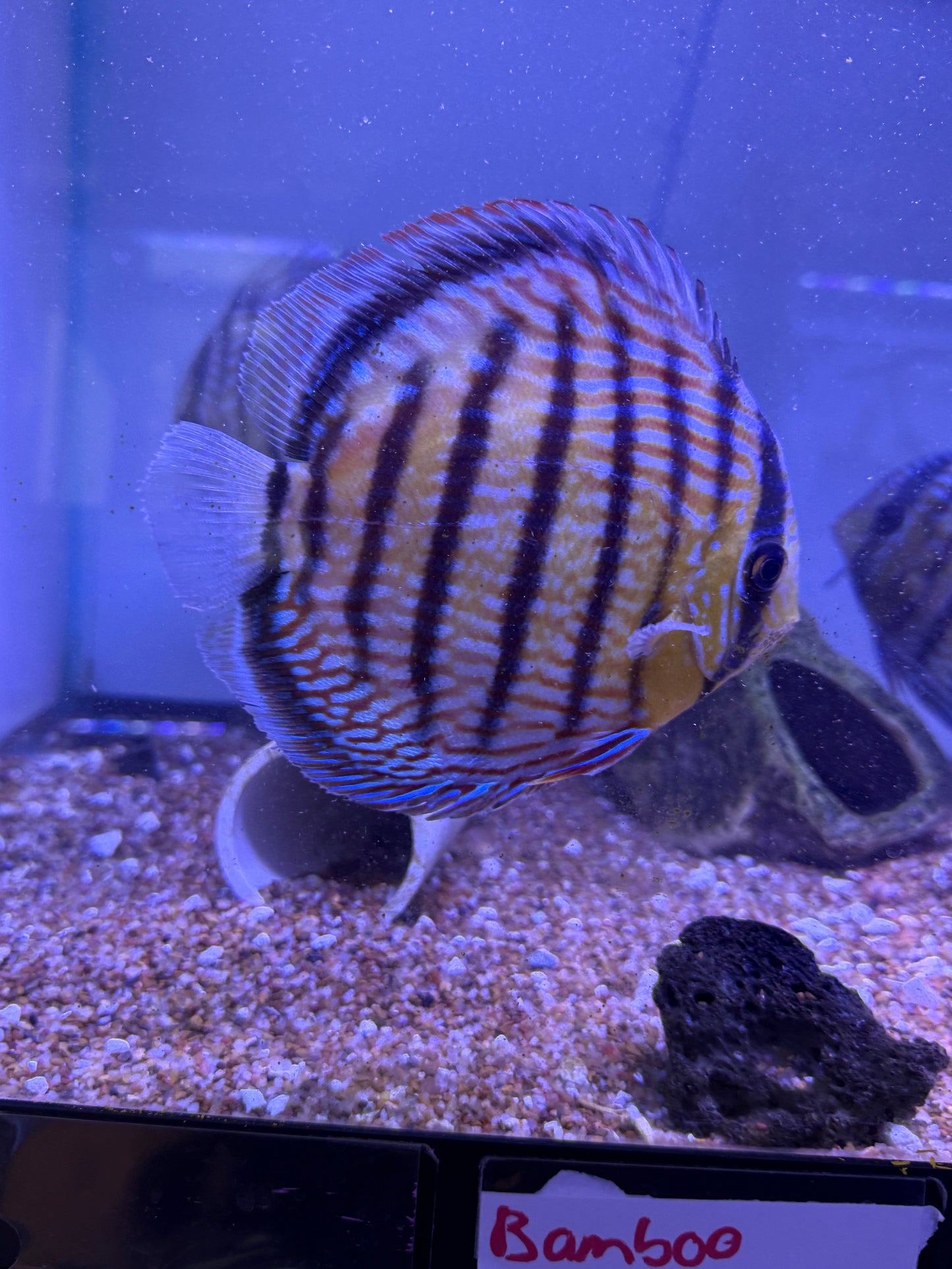 Wild Royal Rio Trombeta Discus Brazil
