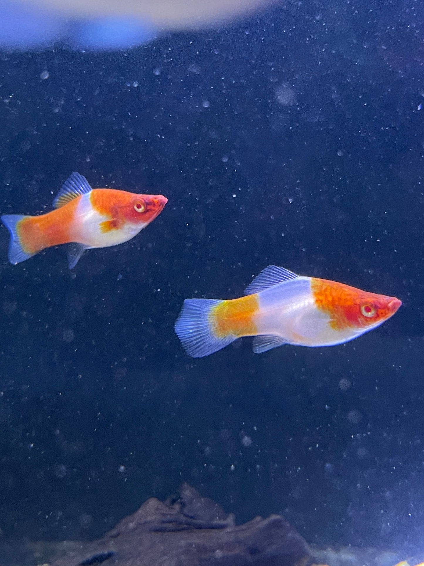 Albino Kohaku Sword Tails