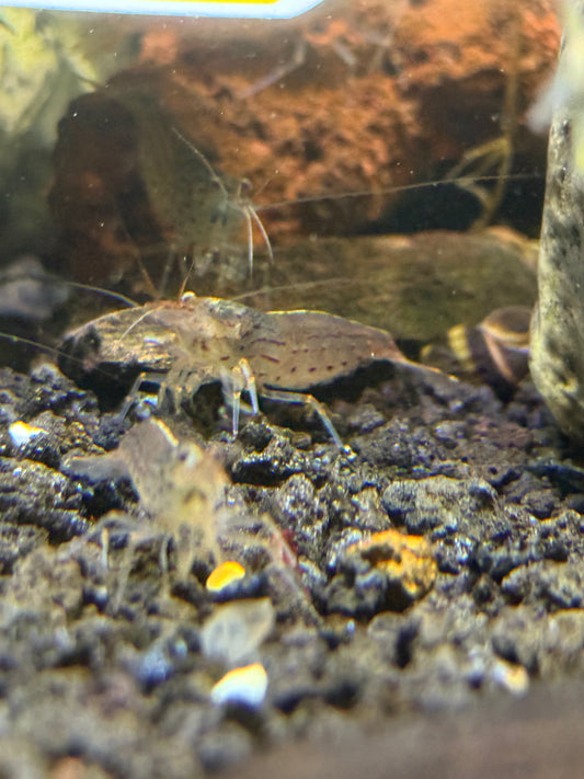 Amano  Yamato Shrimp (Caridina multidentata)