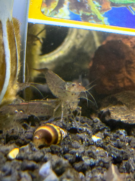 Amano  Yamato Shrimp (Caridina multidentata)