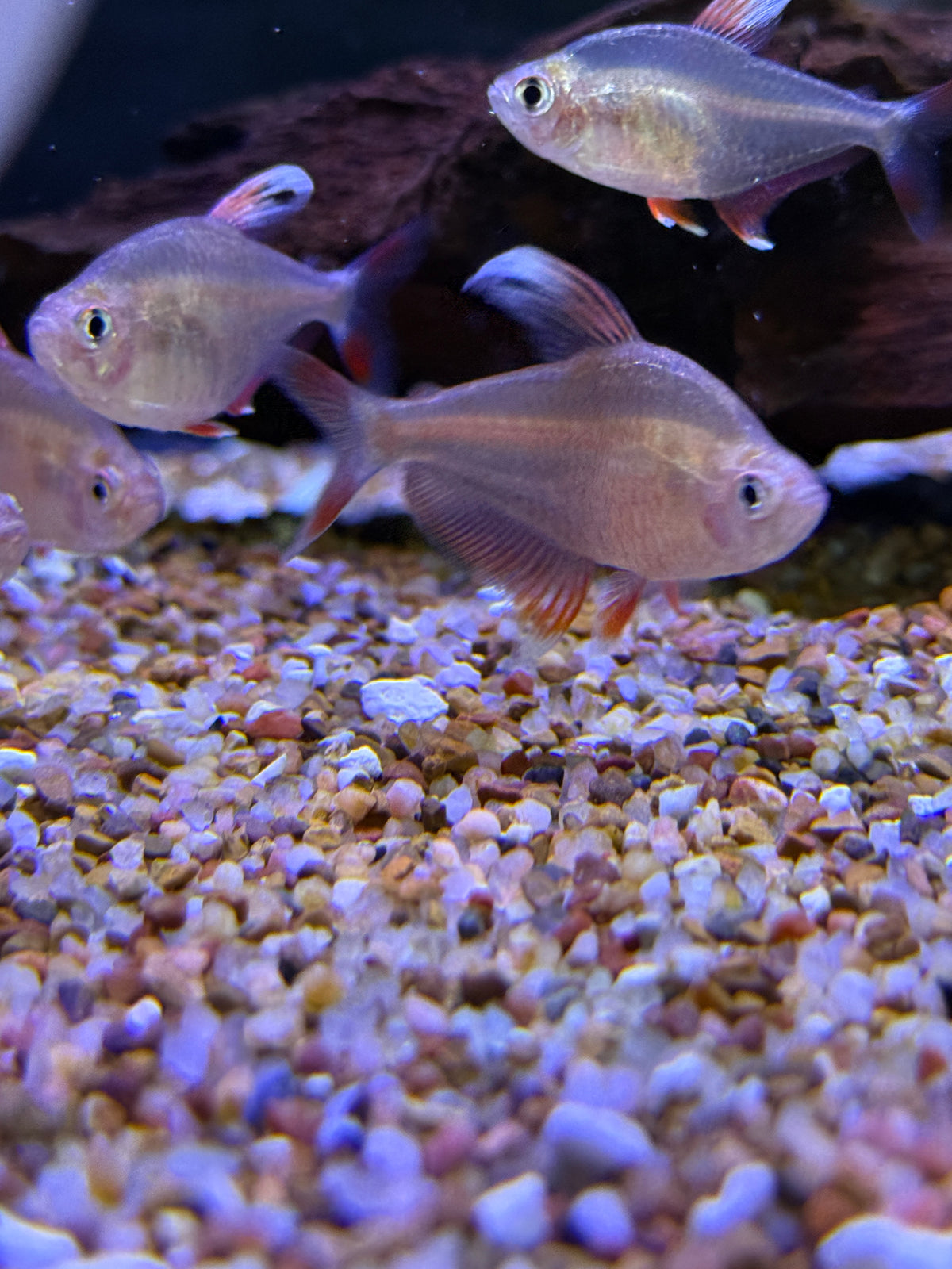 Real Nice Size ! HY511 Candy Cane Tetra (Hyphessobrycon sp.)