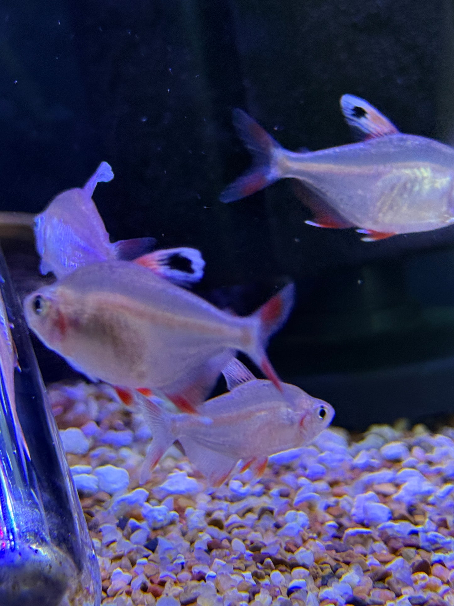 Real Nice Size ! HY511 Candy Cane Tetra (Hyphessobrycon sp.)