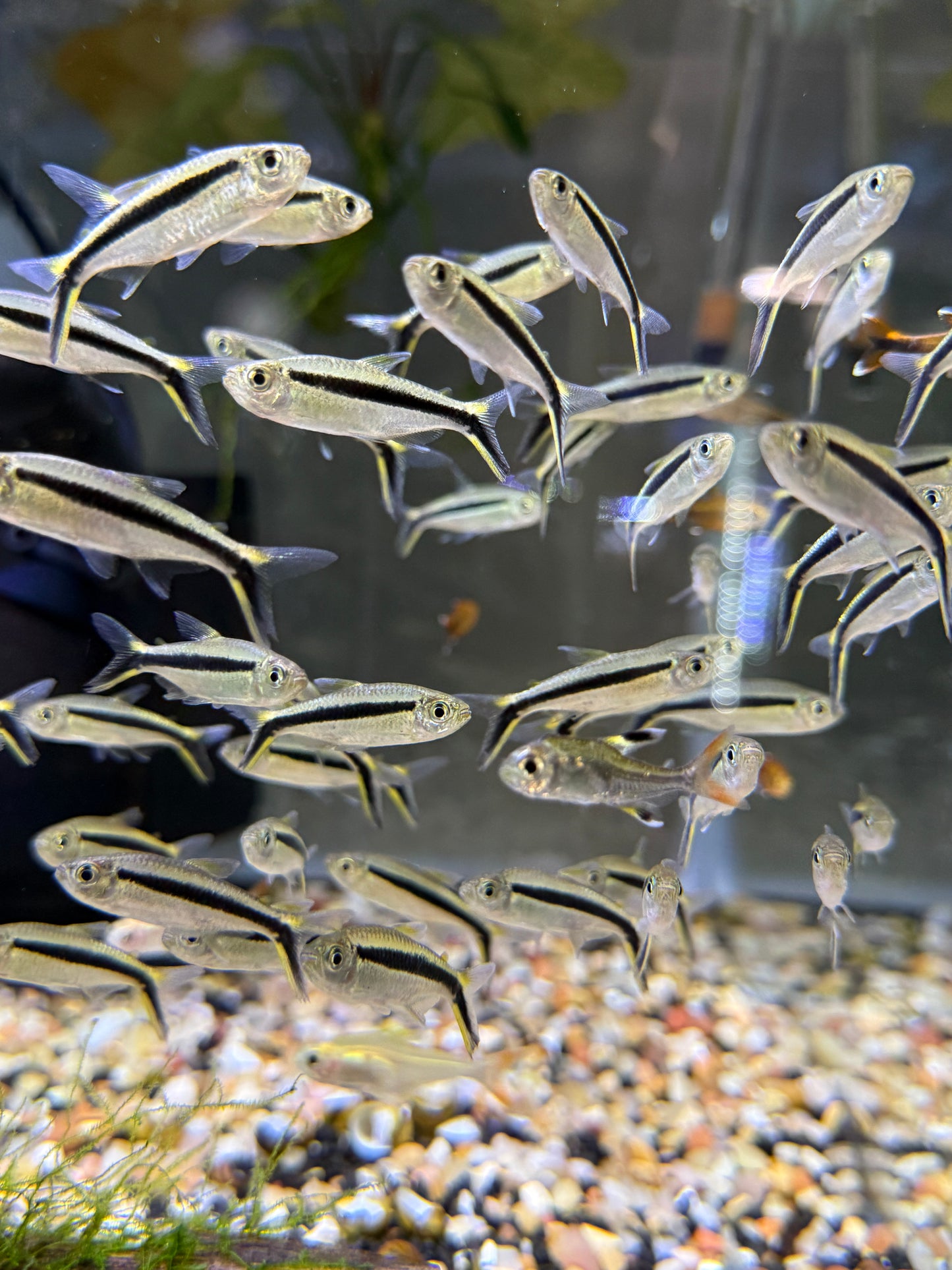Penguin Tetra (Thayeria boehlkei)