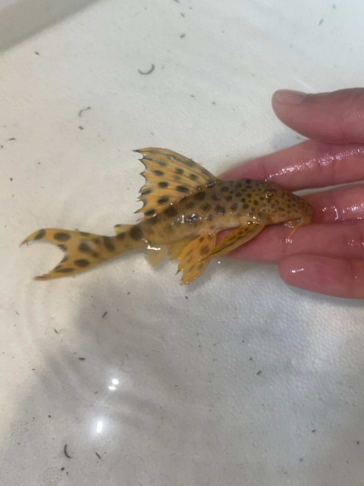 L075 Para Pleco (Peckoltia sabaji)