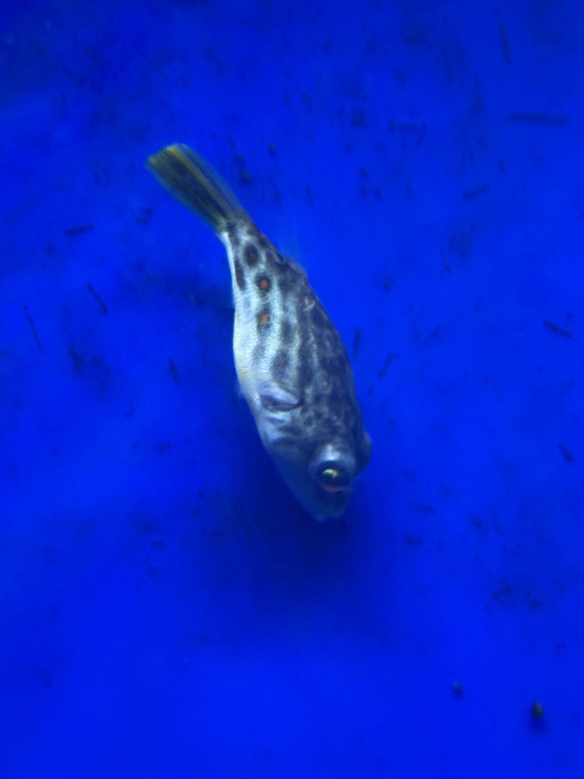 Hybird Cross River X Puffer Fahaka Puffer (Tetraodon Pustulatus)
