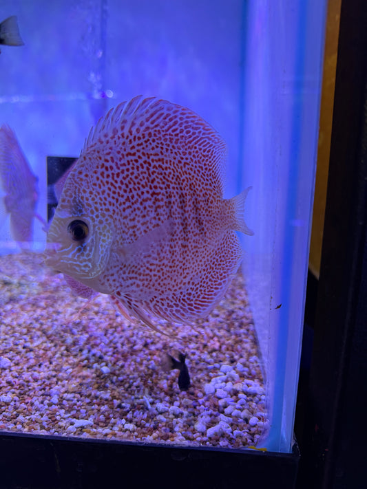 Full Spot Snake Skin Discus