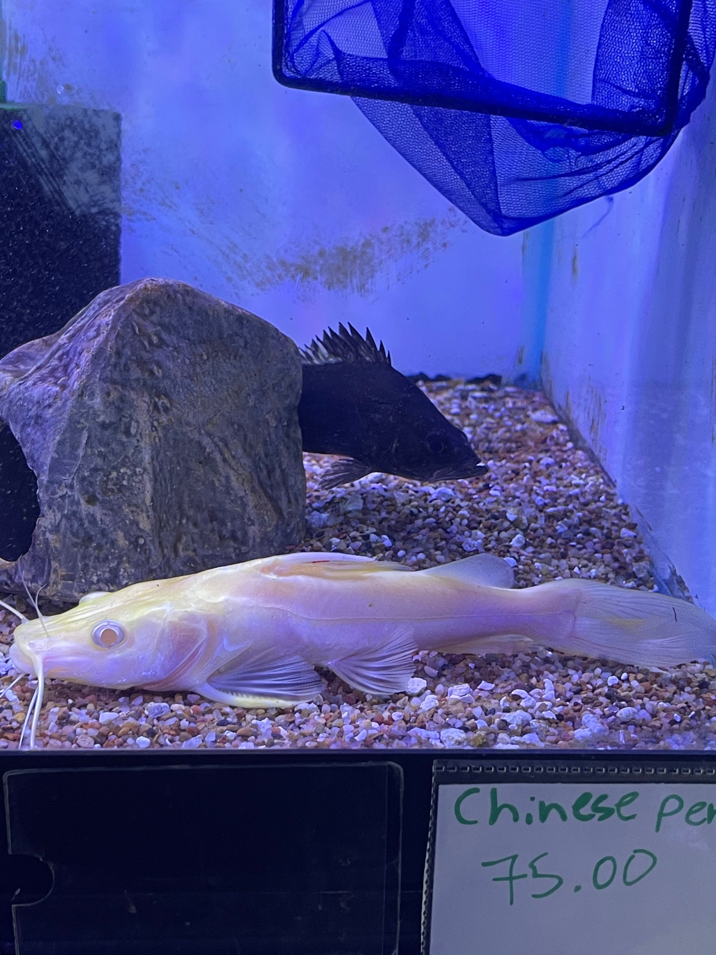 Super Rare !! Wild Albino chrysichthys sp Catfish