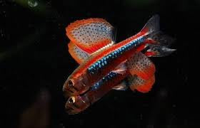 Black Morpho Tetra poecilocharax weitzmani