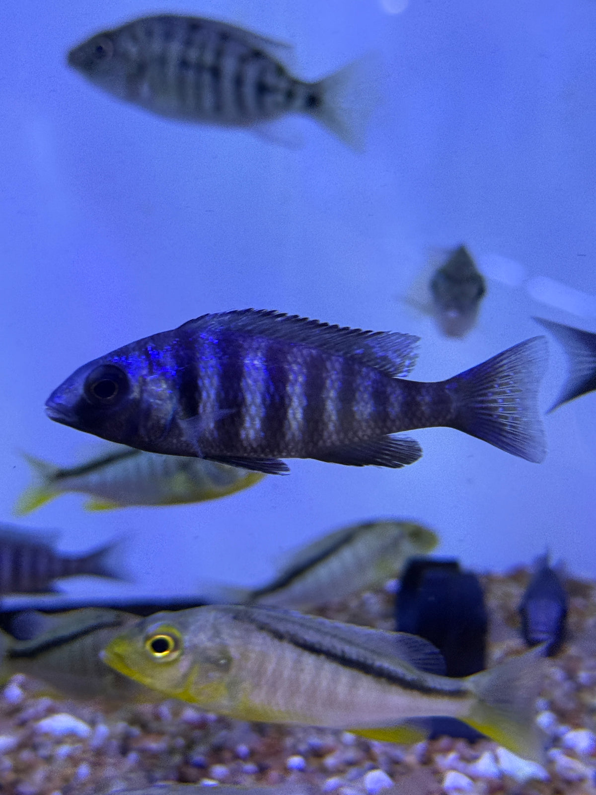 Hap Star Sapphire Placidochromis sp. "phenochilus tanzania
