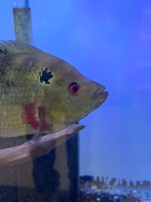 Trimac Cichlid (Cichlasoma trimaculatum)