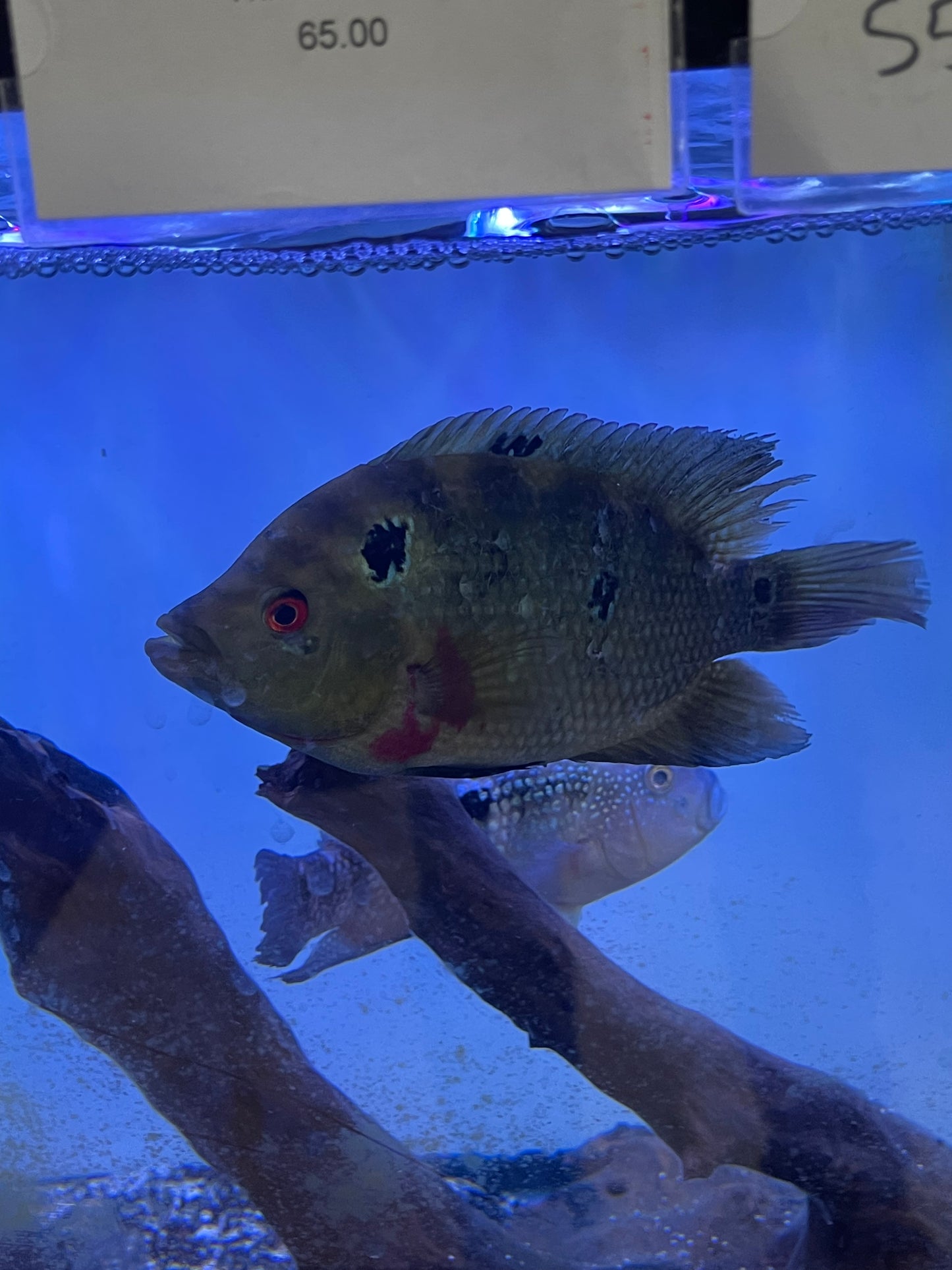 Trimac Cichlid (Cichlasoma trimaculatum)