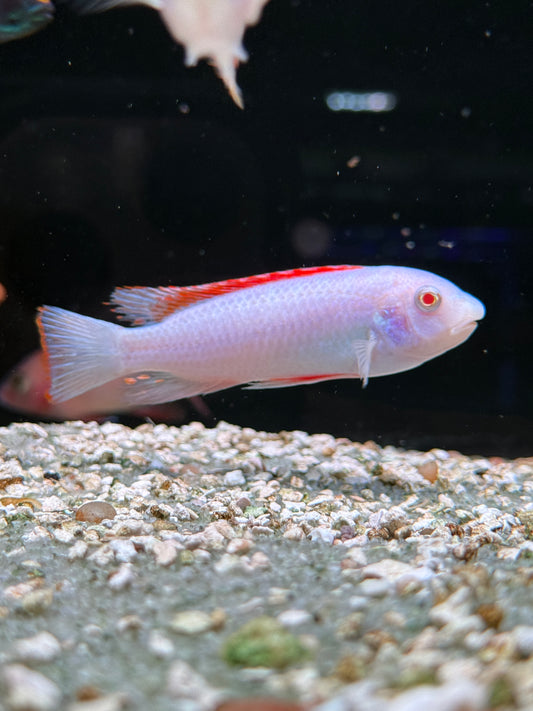 Albino Trewavas Red-Finned Cichlid "Labeotropheus trewavasae"