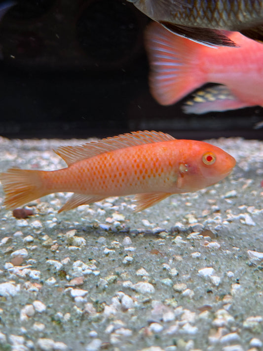 Albino Trewavas Red-Finned Cichlid "Labeotropheus trewavasae"