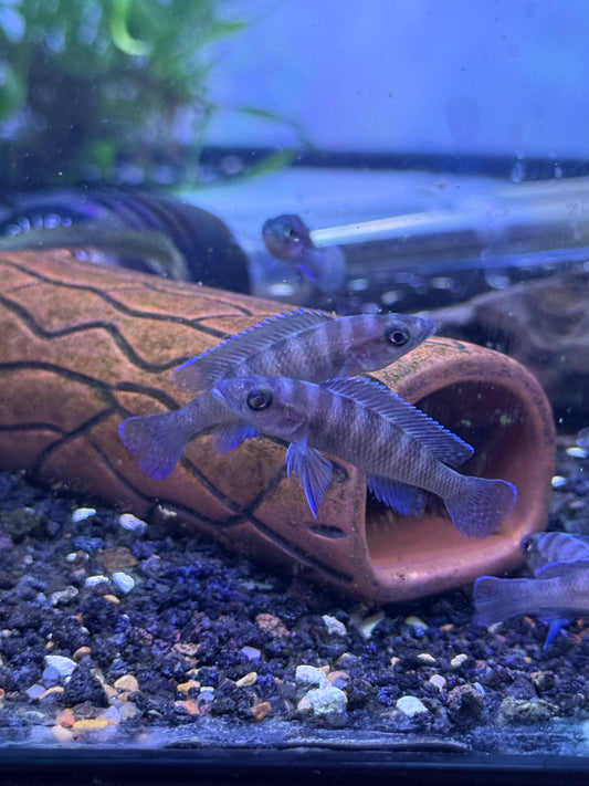 Neolamprologus cylindricus  cylinder cichlid