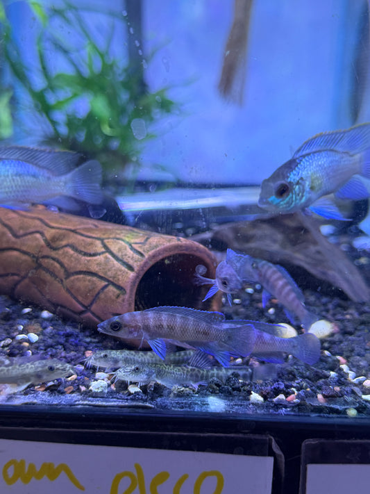 Neolamprologus cylindricus  cylinder cichlid