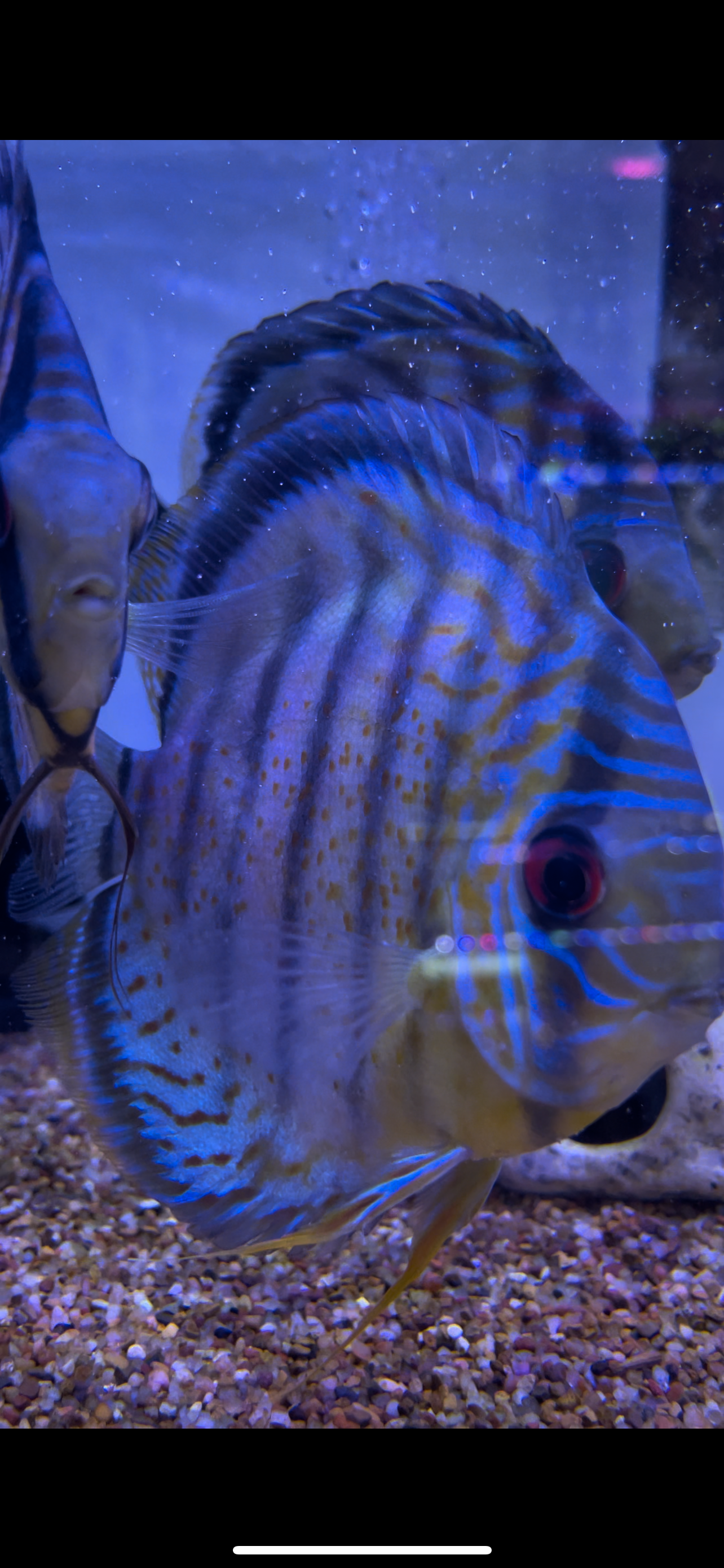 Wild  Red-Spotted Red Eye Peruvian Blue Discus Symphysodon aequifasciatus