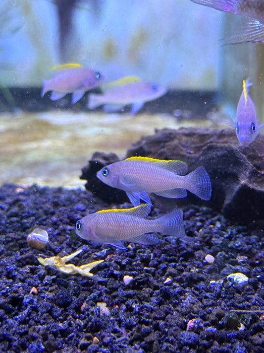 Red Fin Caudopunctatus (Neolamprologus caudopunctatus)