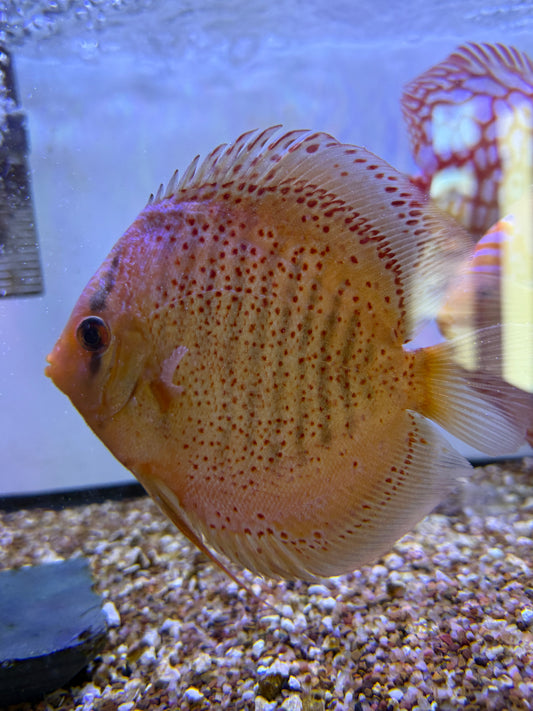 Fine Spot Eruption Discus